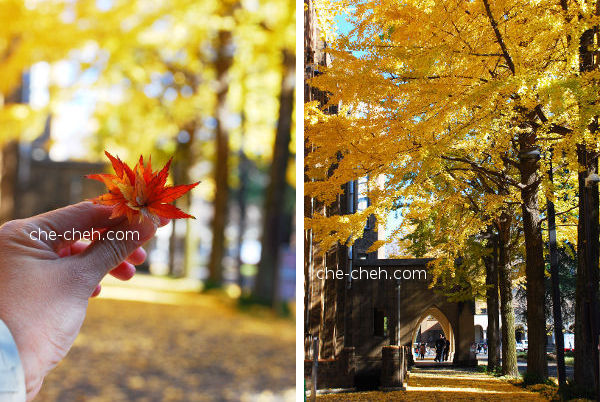 Beautiful Fall @ University Of Tokyo, Tokyo